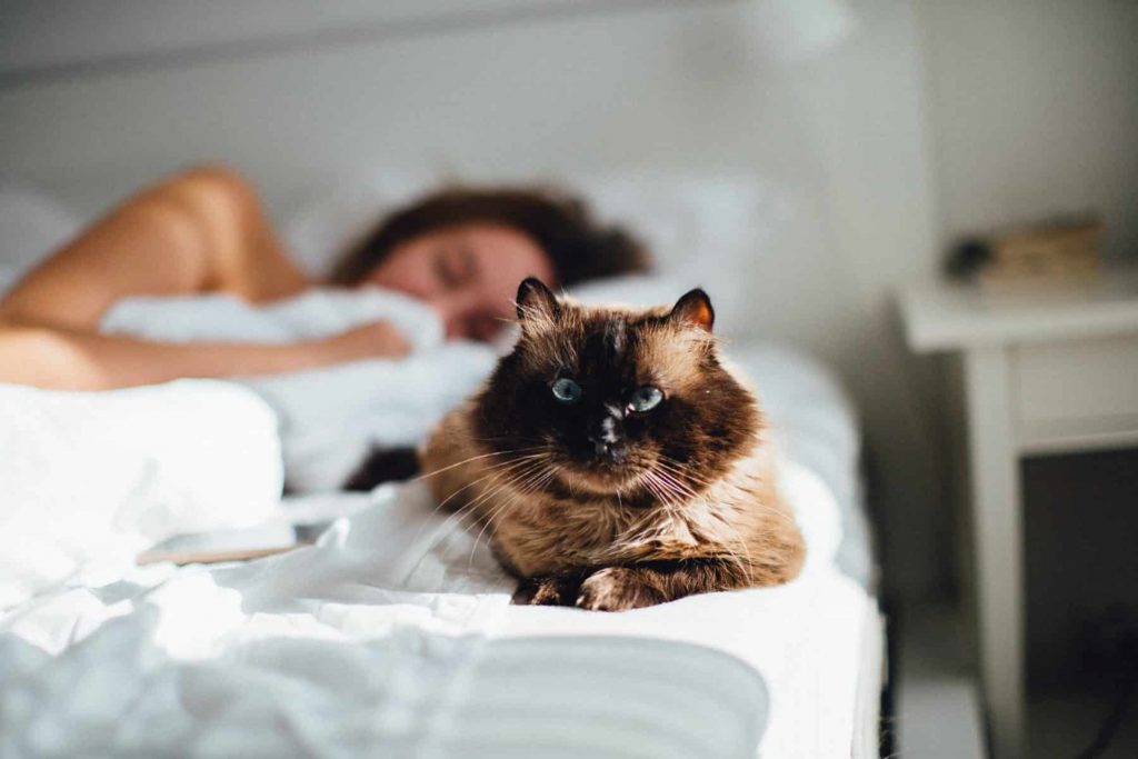 lợi ích khi cho mèo ngủ chung
